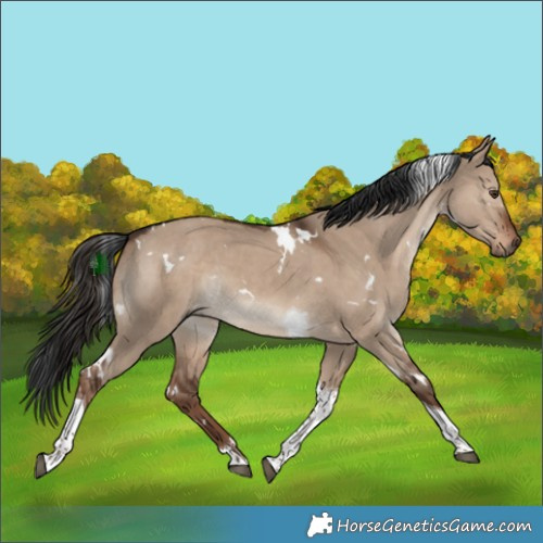 Horse Color:White Spotted Liver Red Dun Tobiano 