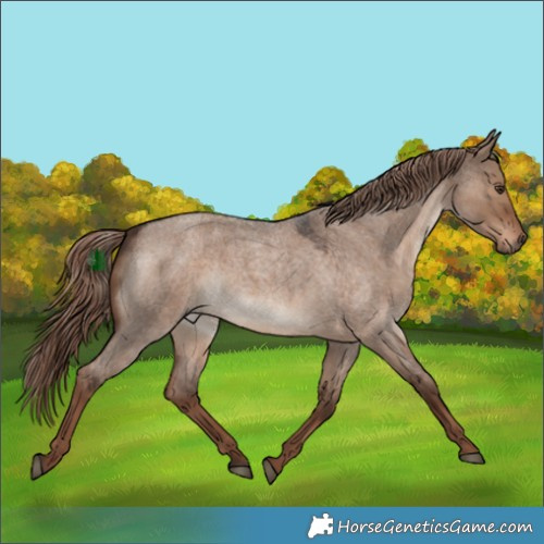Horse Color:Liver Red Dun Roan 