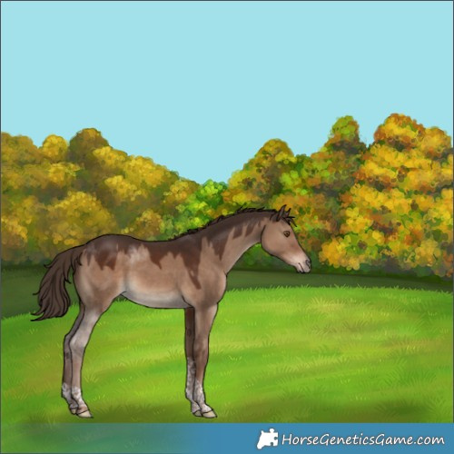 Horse Color:Liver Red Dun Tobiano Rabicano