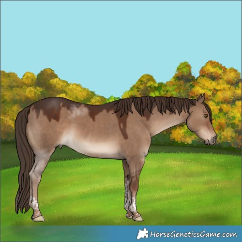 Horse Color:Liver Red Dun Tobiano Rabicano 