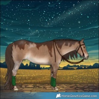 Horse Color:Liver Red Dun Tobiano Rabicano 