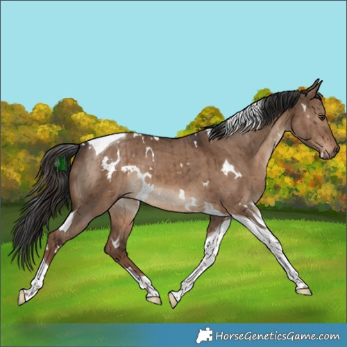 Horse Color:White Spotted Liver Red Dun Tobiano Brindle 