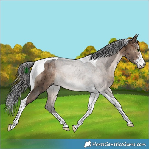 Horse Color:Brown Dun Sabino Tobiano Brindle 