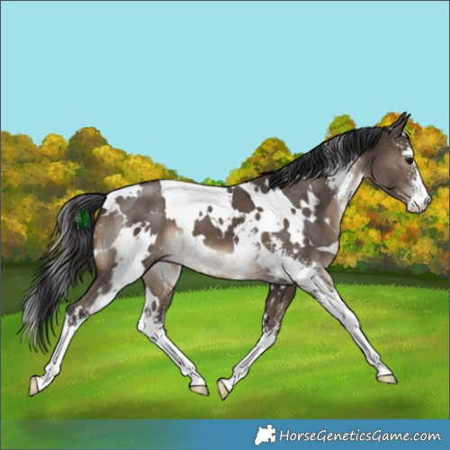 Horse Color:White Spotted Brown Dun Sabino Brindle 