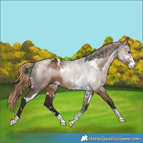 Horse Color:White Spotted Liver Red Dun Sabino 