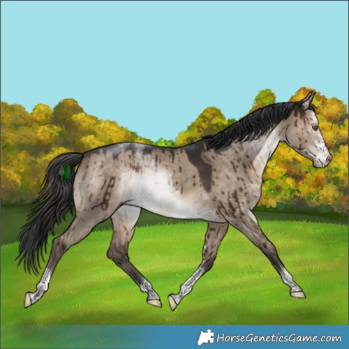 Horse Color:Brown Dun Sabino Tobiano Brindle 