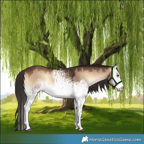 Horse Color:White Spotted Liver Red Dun Onyx Rabicano