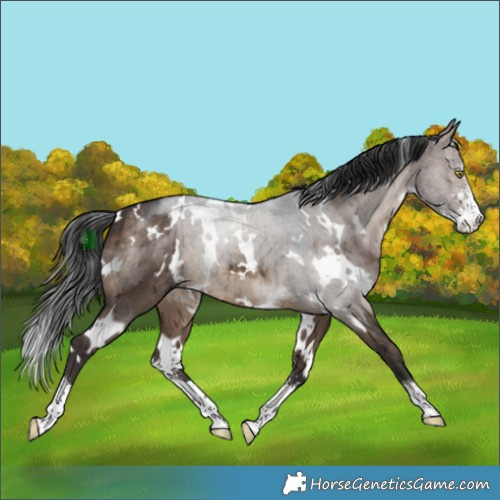 Horse Color:White Spotted Brown Dun Sabino Brindle 