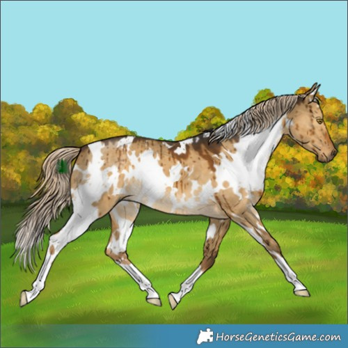 Horse Color:White Spotted Chocolate Palomino Dun Brindle 