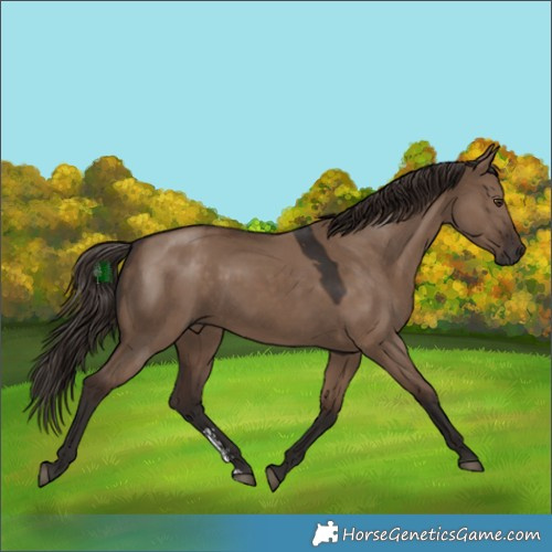 Horse Color:Liver Red Dun Sabino 