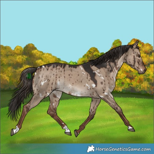 Horse Color:White Spotted Liver Red Dun Brindle 