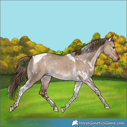 Horse Color:White Spotted Liver Red Dun Tobiano 