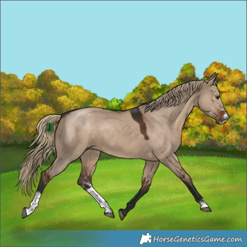 Horse Color:Liver Red Dun Sabino 