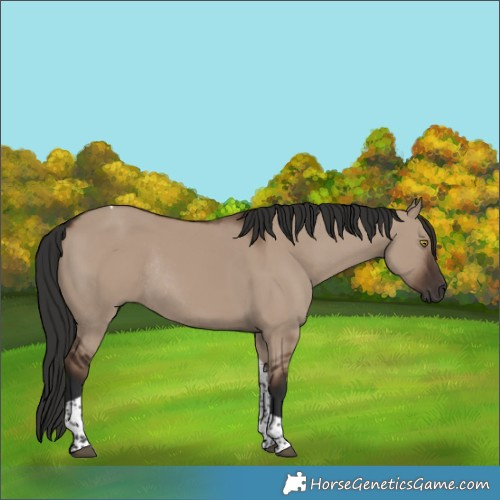 Horse Color:Liver Red Dun Tobiano Rabicano