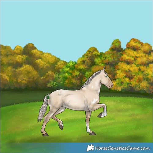 Horse Color:White Spotted Liver Red Dun Snowdrop Pearl Sabino Rabicano 