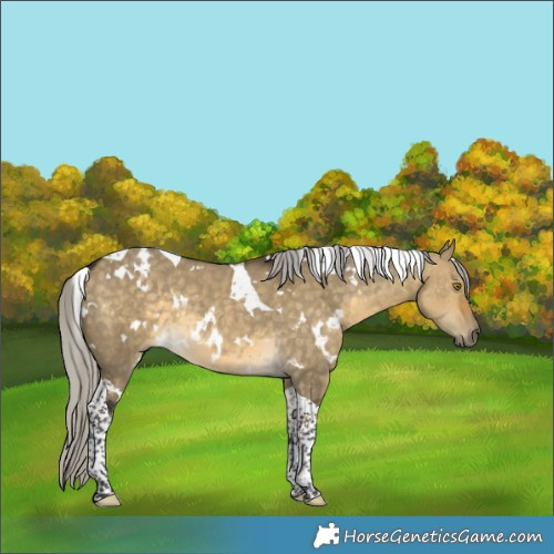 Horse Color:White Spotted Silver Buckskin Dun Tobiano Rabicano