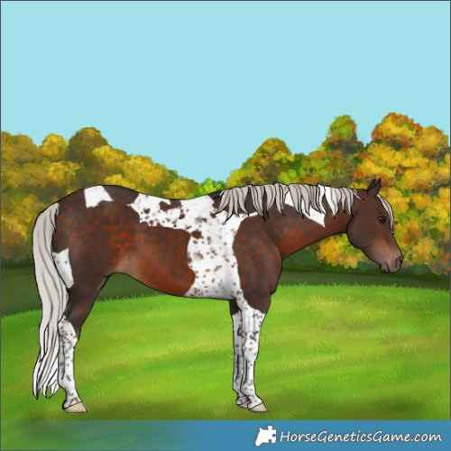 Horse Color:Silver Brown Tobiano 