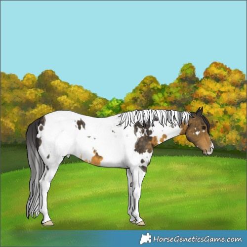 Horse Color:White Spotted Buckskin Tobiano 