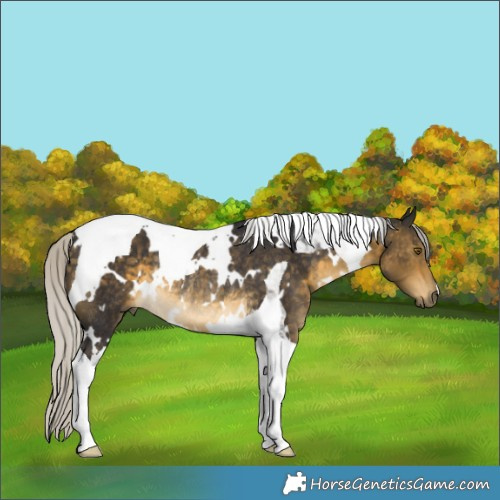 Horse Color:White Spotted Silver Buckskin Tobiano Rabicano 