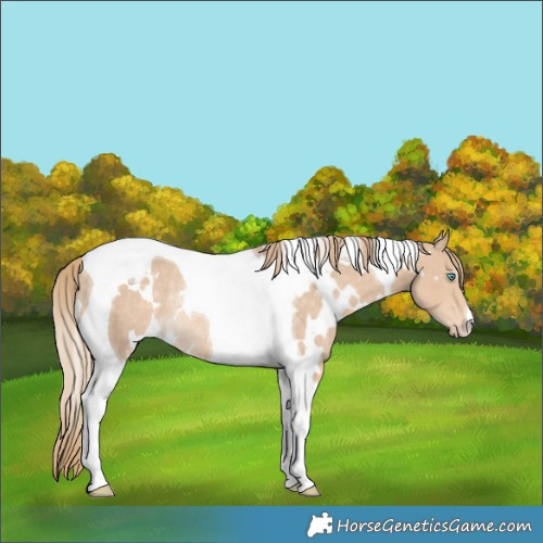 Horse Color:White Spotted Perlino Tobiano Rabicano