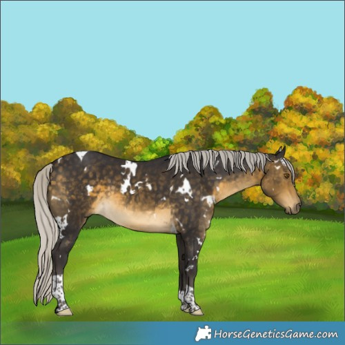 Horse Color:White Spotted Silver Buckskin Tobiano