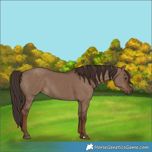 Horse Color:Liver Red Dun 