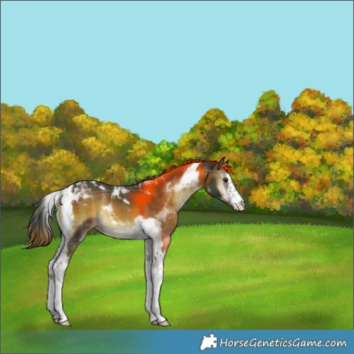 Horse Color:Plaid White Spotted Liver Red Onyx Tobiano Brindle