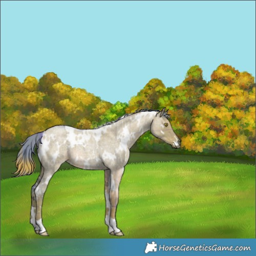 Horse Color:Watercolor Plaid  White Spotted Liver Red Dun Roan 