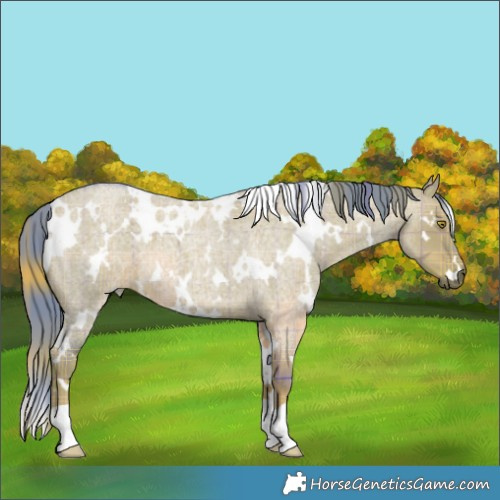 Horse Color:Watercolor Plaid  White Spotted Liver Red Dun Roan 