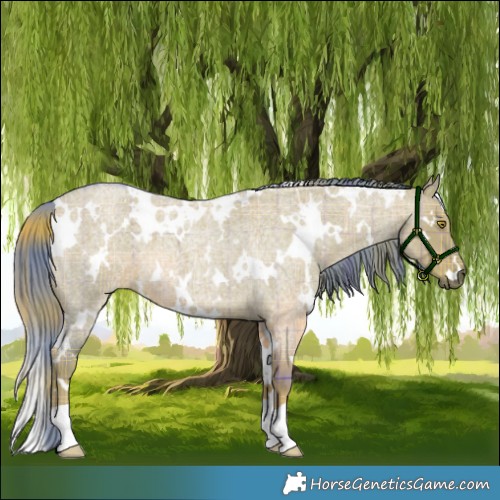 Horse Color:Watercolor Plaid  White Spotted Liver Red Dun Roan 