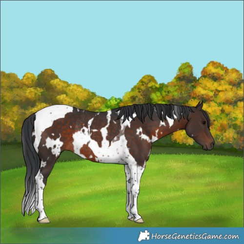 Horse Color:White Spotted Brown Tobiano Rabicano 