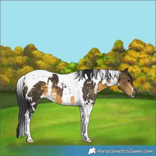 Horse Color:White Spotted Buckskin Tobiano