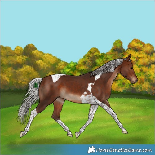 Horse Color:Silver Brown Tobiano 
