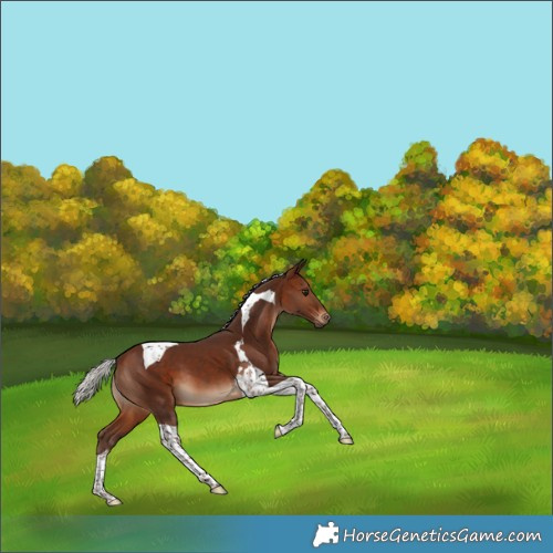 Horse Color:Silver Brown Tobiano 