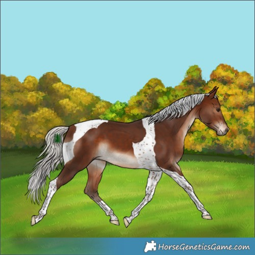 Horse Color:Silver Brown Tobiano 