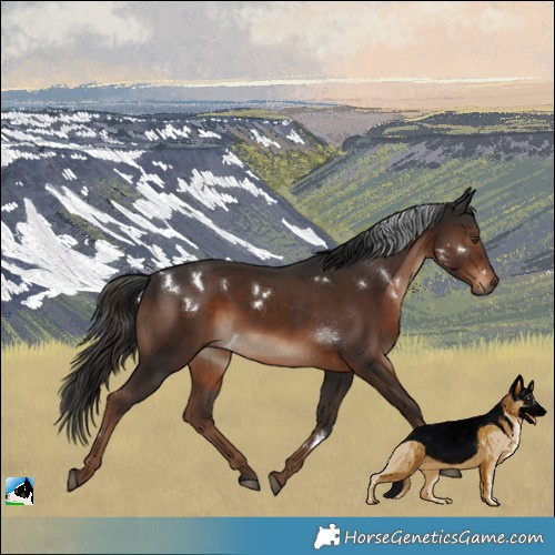 Horse Color:White Spotted Liver Chestnut 