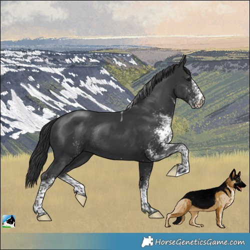 Horse Color:White Spotted Black Tobiano Rabicano 