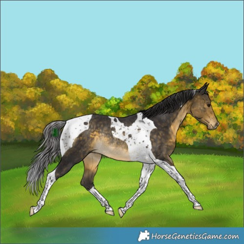 Horse Color:Buckskin Tobiano Rabicano 