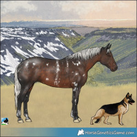 Horse Color:Powder White White Spotted Liver Chestnut Mushroom 