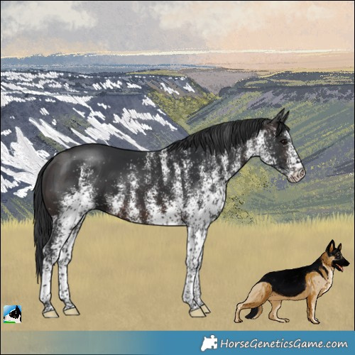Horse Color:White Spotted Brown Rabicano 
