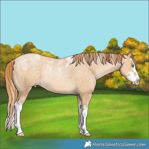 Horse Color:Powder White Buckskin Pearl Splash Rabicano