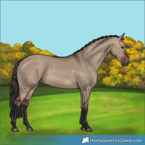 Horse Color:Brown Dun 