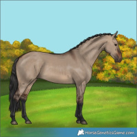 Horse Color:Brown Dun 
