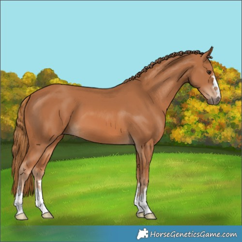 Horse Color:Chestnut 