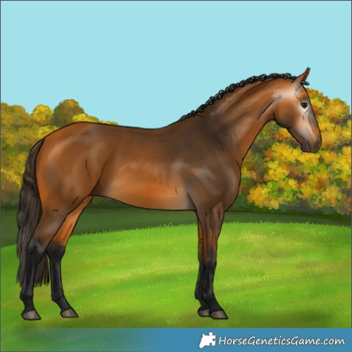Horse Color:Gray Buckskin 
