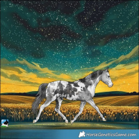 Horse Color:White Spotted Black Merle