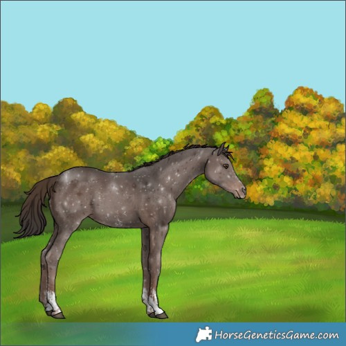 Horse Color:Unknown 
