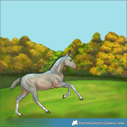 Horse Color:Watercolor White Spotted Liver Red Dun Rabicano Brindle 