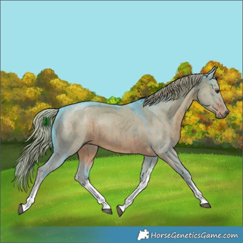 Horse Color:Watercolor White Spotted Liver Red Dun Rabicano Brindle 
