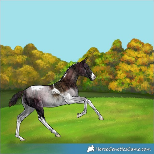 Horse Color:Plaid White Spotted Liver Red Dun Ice Onyx Tobiano